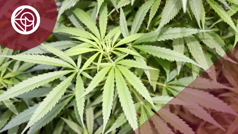 cuantas plantas de maria puedo tener legalmente en españa