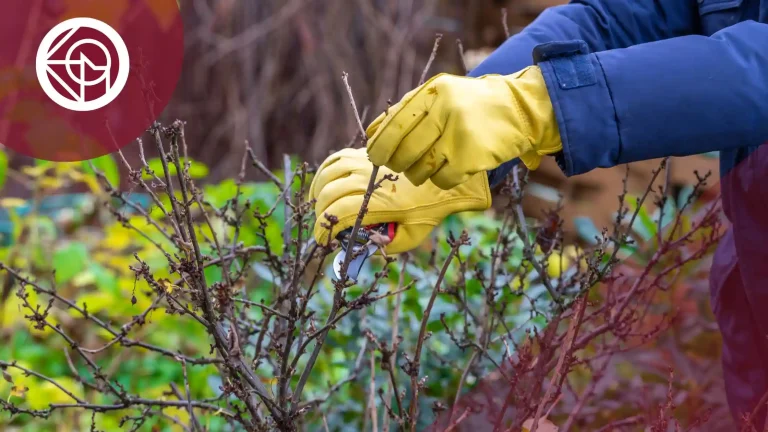 sustituir trabajos en beneficio de la comunidad por multa