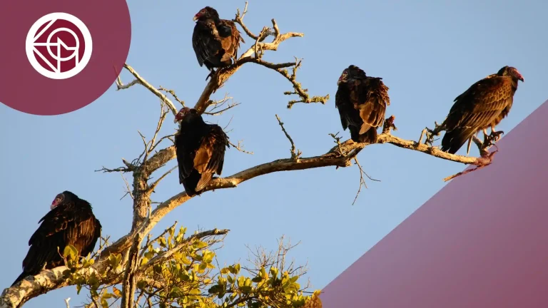como negociar con un fondo buitre la compra de un inmueble
